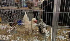 Tarptautinė dekoratyvinių vištų, balandžių bei triušių paroda "Akropolyje"