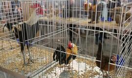 Tarptautinė dekoratyvinių vištų, balandžių bei triušių paroda "Akropolyje"