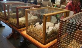 Tarptautinė dekoratyvinių vištų, balandžių bei triušių paroda "Akropolyje"