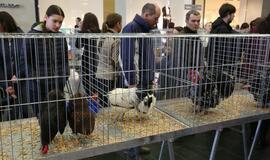 Tarptautinė dekoratyvinių vištų, balandžių bei triušių paroda "Akropolyje"