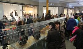 Tarptautinė dekoratyvinių vištų, balandžių bei triušių paroda "Akropolyje"