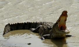 Australijoje krokodilas nusitempė į jūrą besimaudančią moterį