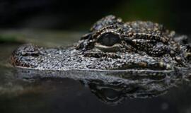 Aligatorius į vandenį nusitempė dvimetį berniuką