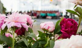 Lietuvos kultūros sostinė tapo pinavijų sostine