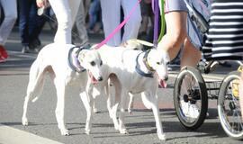 Jūros šventės eisena