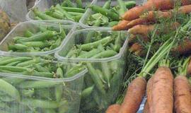 Pupų ir žirnių augintojai baiminasi ilgo lietaus