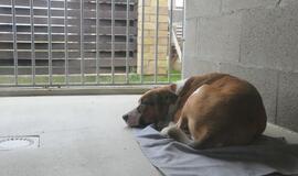 Mero apsilankymas "Nuare"