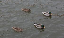 Savaitgalį Danėje – irkluotojų flotilė