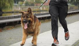 Bėgimas su šunimis Klaipėdoje