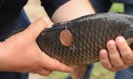 "Švari Dangė" 2016