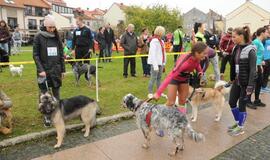 Bėgimas su šunimis Klaipėdoje