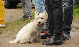 "Švari Dangė" 2016