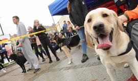 Bėgimas su šunimis Klaipėdoje