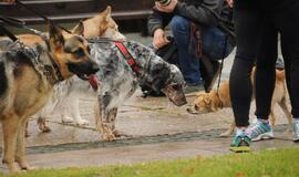 Bėgimas su šunimis Klaipėdoje