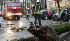 Nuvirtusio medžio šaknys pasiuntė įspėjimą