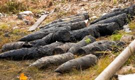 Jūrų muziejaus teritorijoje vėl rasta sprogmenų