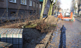 Pjaunamos liepos vėl kaitina aistras