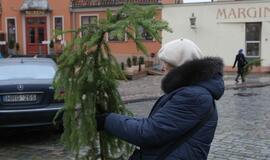 Klaipėdiečiams išdalintos eglių šakos
