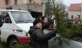 Klaipėdiečiams išdalintos eglių šakos