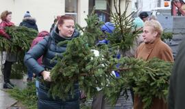 Klaipėdiečiams išdalintos eglių šakos