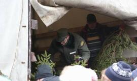 Klaipėdiečiams išdalintos eglių šakos