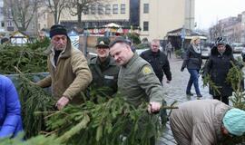 Klaipėdiečiams išdalintos eglių šakos