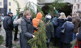 Klaipėdiečiams išdalintos eglių šakos