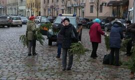 Klaipėdiečiams išdalintos eglių šakos