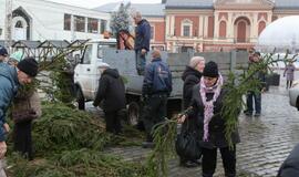 Klaipėdiečiams išdalintos eglių šakos