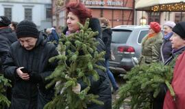 Klaipėdiečiams išdalintos eglių šakos