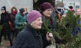 Klaipėdiečiams išdalintos eglių šakos