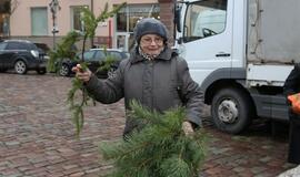 Klaipėdiečiams išdalintos eglių šakos