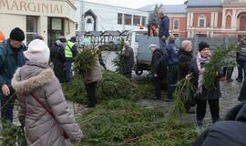 Klaipėdiečiams išdalintos eglių šakos