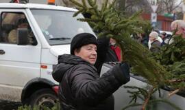 Klaipėdiečiams išdalintos eglių šakos