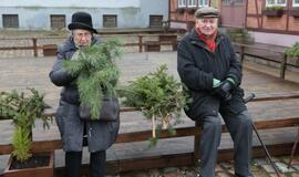 Klaipėdiečiams išdalintos eglių šakos