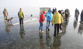 Stintapūkio šventė: nuo austrių iki traškančio ledo