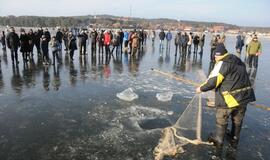 Stintapūkio šventė: nuo austrių iki traškančio ledo