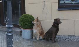 Vasario 16-osios eitynės iki Atgimimo aikštės