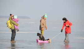 Stintapūkio šventė: nuo austrių iki traškančio ledo