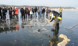 Stintapūkio šventė: nuo austrių iki traškančio ledo