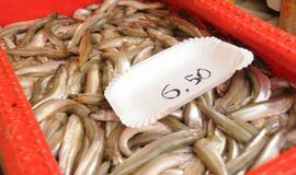 Stintapūkio šventė: nuo austrių iki traškančio ledo