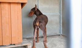 Dobermanas, Šilutėje mirtinai sužalojęs naujagimį