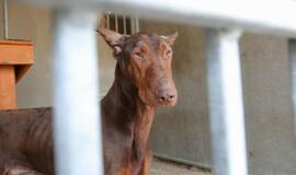 Dobermanas, Šilutėje mirtinai sužalojęs naujagimį