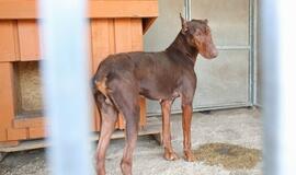 Dobermanas, Šilutėje mirtinai sužalojęs naujagimį