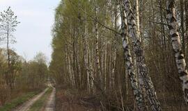 Miškininkai dėl vykdomos reformos ruošiasi streikui