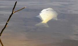 Pagavai karšį Nemuno deltos regioniniame parke - paleisk atgal