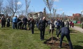 Uostamiestis pasipuošė sakuromis