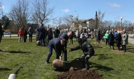 Uostamiestis pasipuošė sakuromis