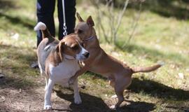 Bėgimu paminėta Šuns diena