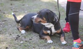 Bėgimu paminėta Šuns diena